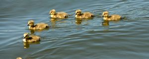 Preview wallpaper ducklings, swim, birds, flock