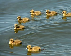 Preview wallpaper ducklings, swim, birds, flock