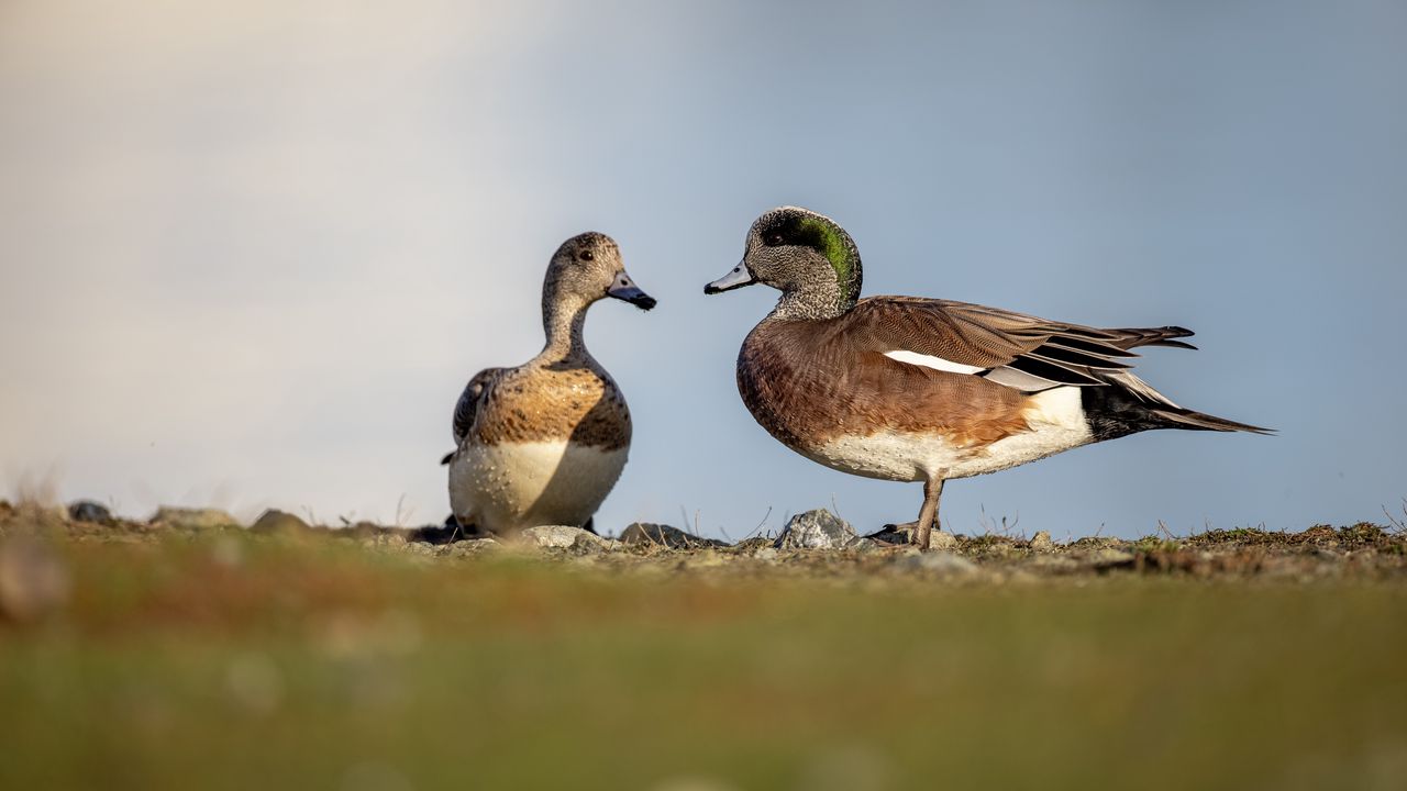 Wallpaper ducks, beaks, birds, wildlife