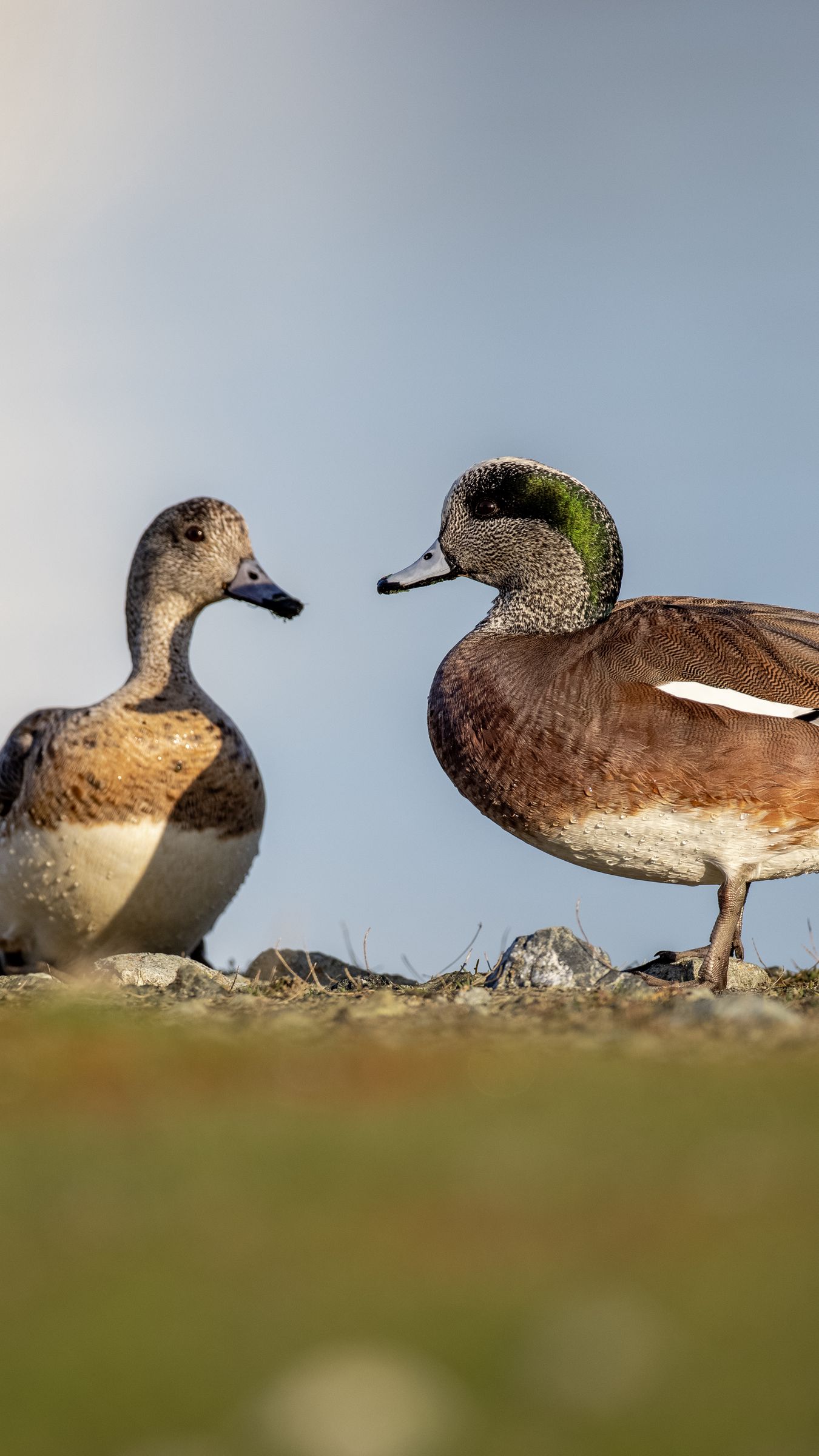 Download wallpaper 1350x2400 ducks, beaks, birds, wildlife iphone 8+/7