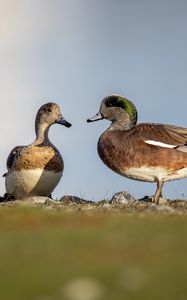 Preview wallpaper ducks, beaks, birds, wildlife