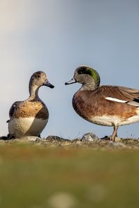 Preview wallpaper ducks, beaks, birds, wildlife