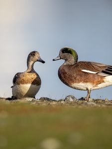 Preview wallpaper ducks, beaks, birds, wildlife