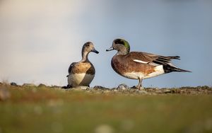 Preview wallpaper ducks, beaks, birds, wildlife