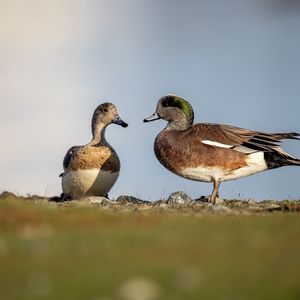 Preview wallpaper ducks, beaks, birds, wildlife