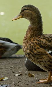 Preview wallpaper ducks, birds, feathers, color