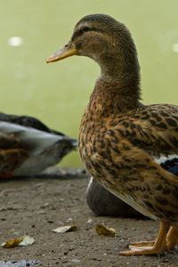 Preview wallpaper ducks, birds, feathers, color