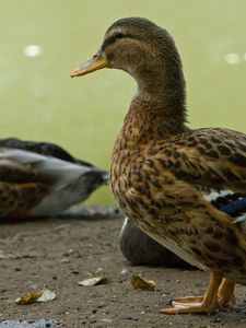 Preview wallpaper ducks, birds, feathers, color