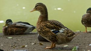 Preview wallpaper ducks, birds, feathers, color