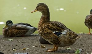 Preview wallpaper ducks, birds, feathers, color