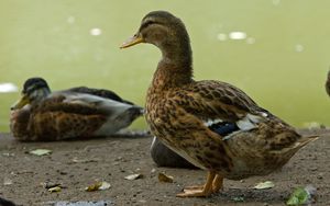 Preview wallpaper ducks, birds, feathers, color