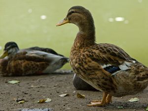 Preview wallpaper ducks, birds, feathers, color