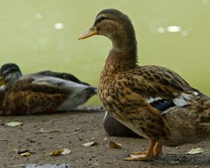 Preview wallpaper ducks, birds, feathers, color