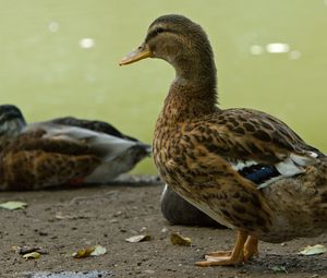 Preview wallpaper ducks, birds, feathers, color