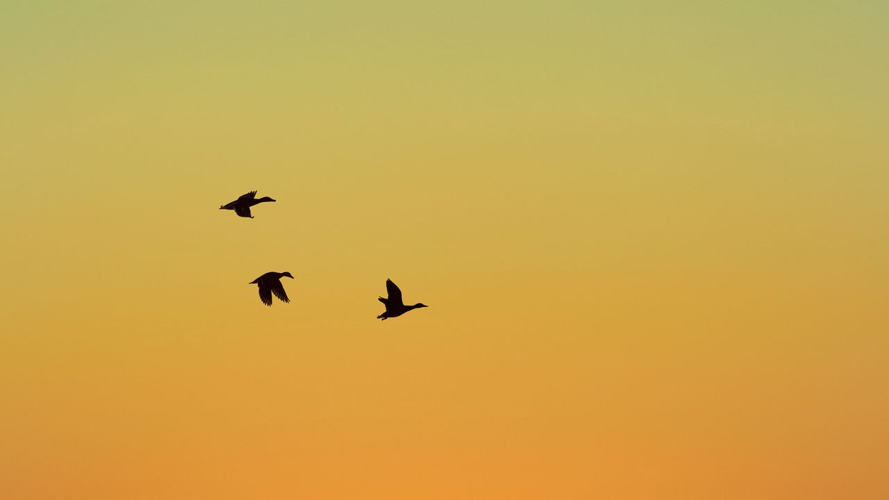Wallpaper ducks, birds, flight, sunset, sky