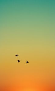 Preview wallpaper ducks, birds, flight, sunset, sky