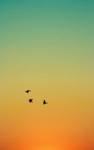 Preview wallpaper ducks, birds, flight, sunset, sky