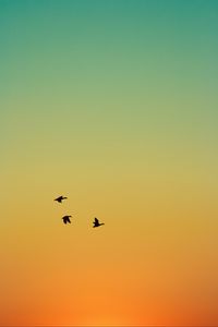 Preview wallpaper ducks, birds, flight, sunset, sky