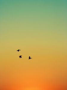 Preview wallpaper ducks, birds, flight, sunset, sky