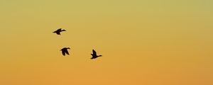 Preview wallpaper ducks, birds, flight, sunset, sky