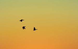 Preview wallpaper ducks, birds, flight, sunset, sky