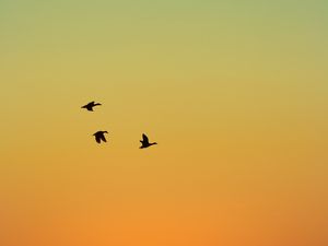 Preview wallpaper ducks, birds, flight, sunset, sky