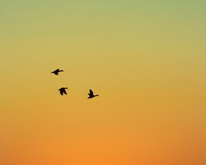 Preview wallpaper ducks, birds, flight, sunset, sky