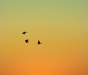 Preview wallpaper ducks, birds, flight, sunset, sky