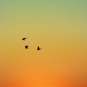 Preview wallpaper ducks, birds, flight, sunset, sky