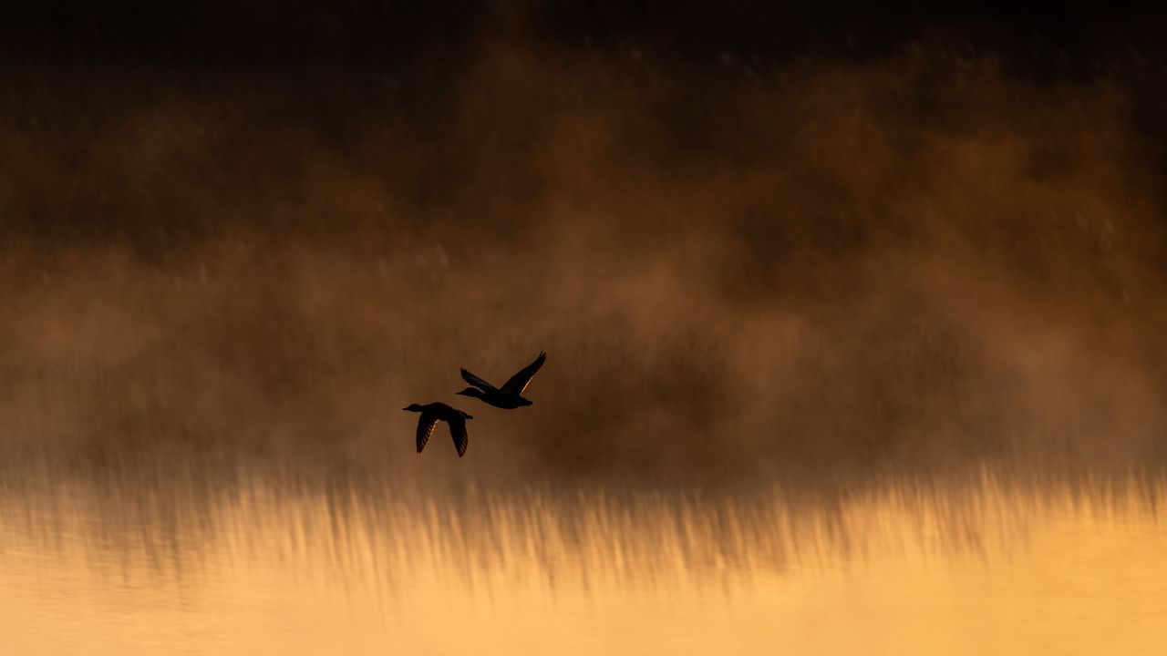 Wallpaper ducks, birds, lake, fog, dusk