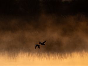 Preview wallpaper ducks, birds, lake, fog, dusk