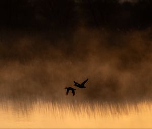 Preview wallpaper ducks, birds, lake, fog, dusk