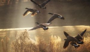Preview wallpaper ducks, birds, nature, flying