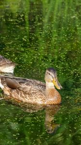 Preview wallpaper ducks, birds, pond, reflection