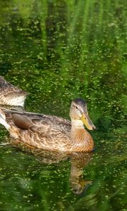 Preview wallpaper ducks, birds, pond, reflection