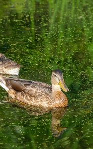 Preview wallpaper ducks, birds, pond, reflection