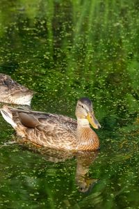 Preview wallpaper ducks, birds, pond, reflection