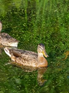 Preview wallpaper ducks, birds, pond, reflection