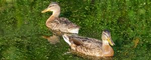 Preview wallpaper ducks, birds, pond, reflection