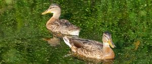 Preview wallpaper ducks, birds, pond, reflection