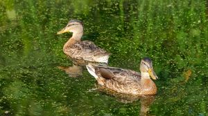 Preview wallpaper ducks, birds, pond, reflection