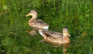 Preview wallpaper ducks, birds, pond, reflection