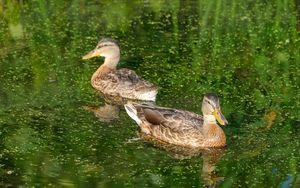 Preview wallpaper ducks, birds, pond, reflection