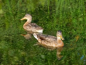 Preview wallpaper ducks, birds, pond, reflection