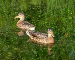 Preview wallpaper ducks, birds, pond, reflection