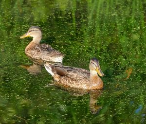 Preview wallpaper ducks, birds, pond, reflection