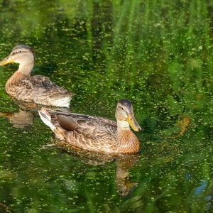 Preview wallpaper ducks, birds, pond, reflection