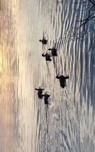 Preview wallpaper ducks, birds, pond, wildlife