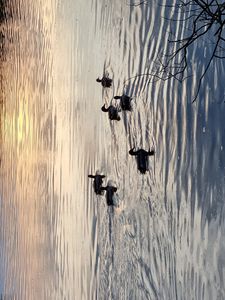 Preview wallpaper ducks, birds, pond, wildlife