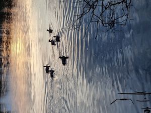 Preview wallpaper ducks, birds, pond, wildlife